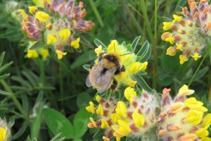 Great yellow bumblebee, Tiree